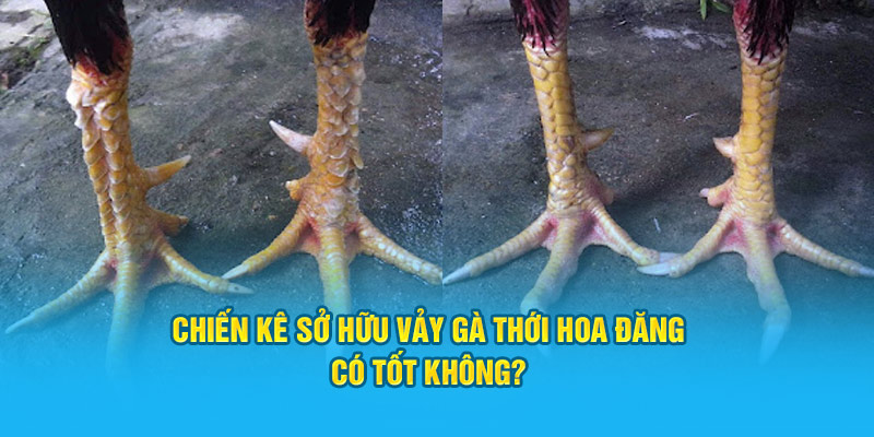 Chiến kê sở hữu vảy gà thới hoa đăng có tốt không?